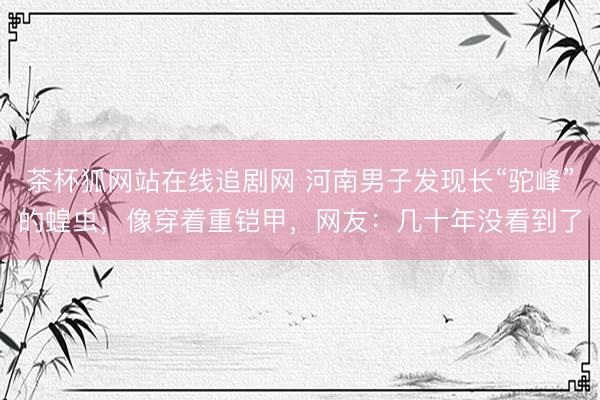 茶杯狐网站在线追剧网 河南男子发现长“驼峰”的蝗虫，像穿着重铠甲，网友：几十年没看到了